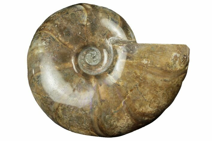 Polished Ammonite Fossil - Madagascar #252760